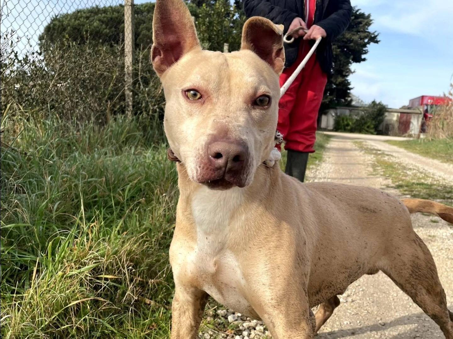 Adozione cane, maschio, Razza sconosciuta Razza sconosciuta, 7 anni  e 11 mesi , taglia media, Latina
