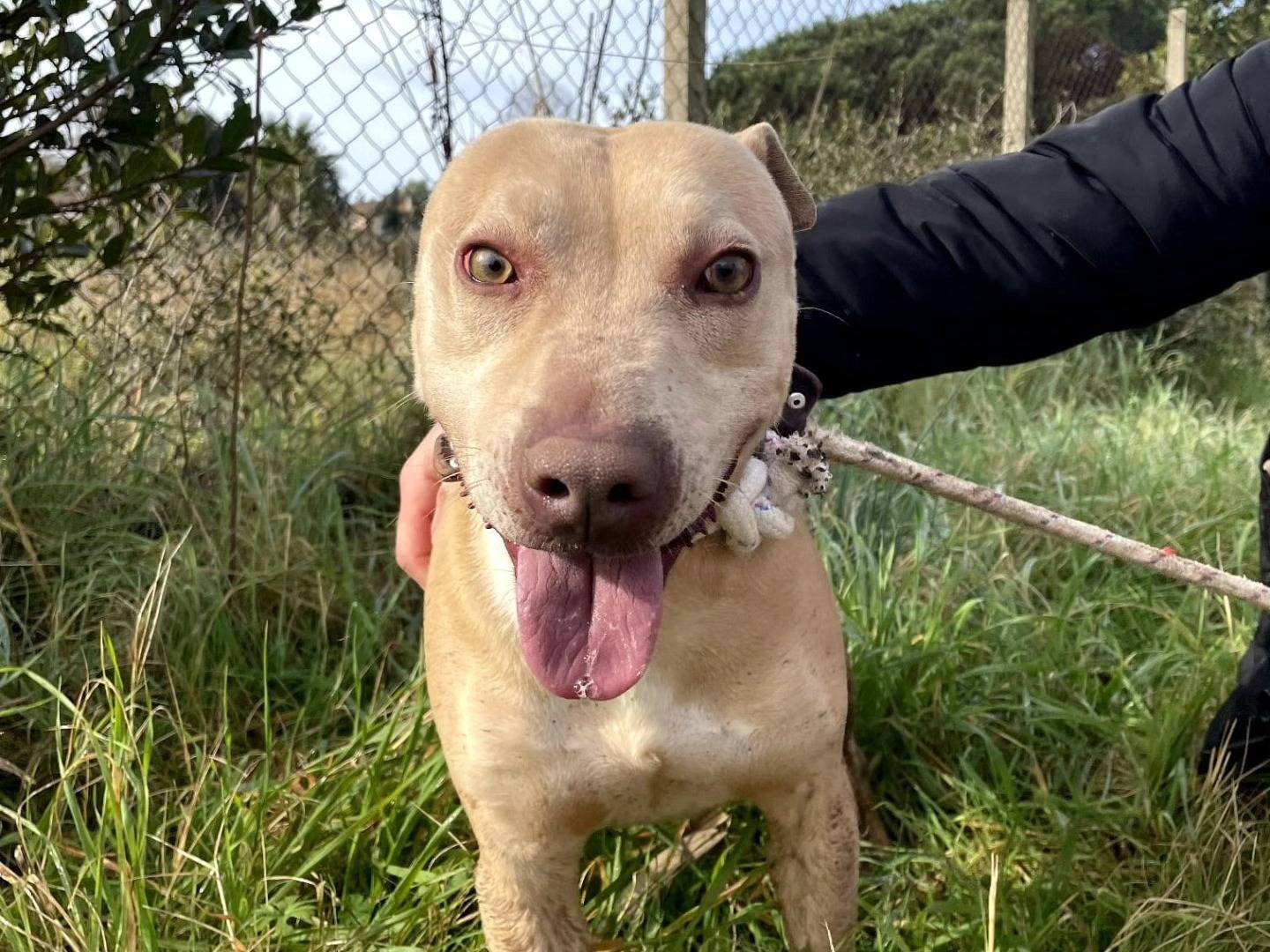 Adotta un cane, maschio, 7 anni  e 11 mesi , Latina