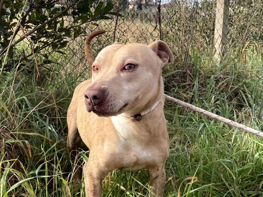 Adotta un cane, taglia media, maschio, Latina