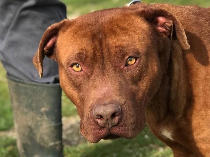 Adozione cane, maschio, Pitbull Pitbull, 7 anni  e 7 mesi , taglia media, Latina