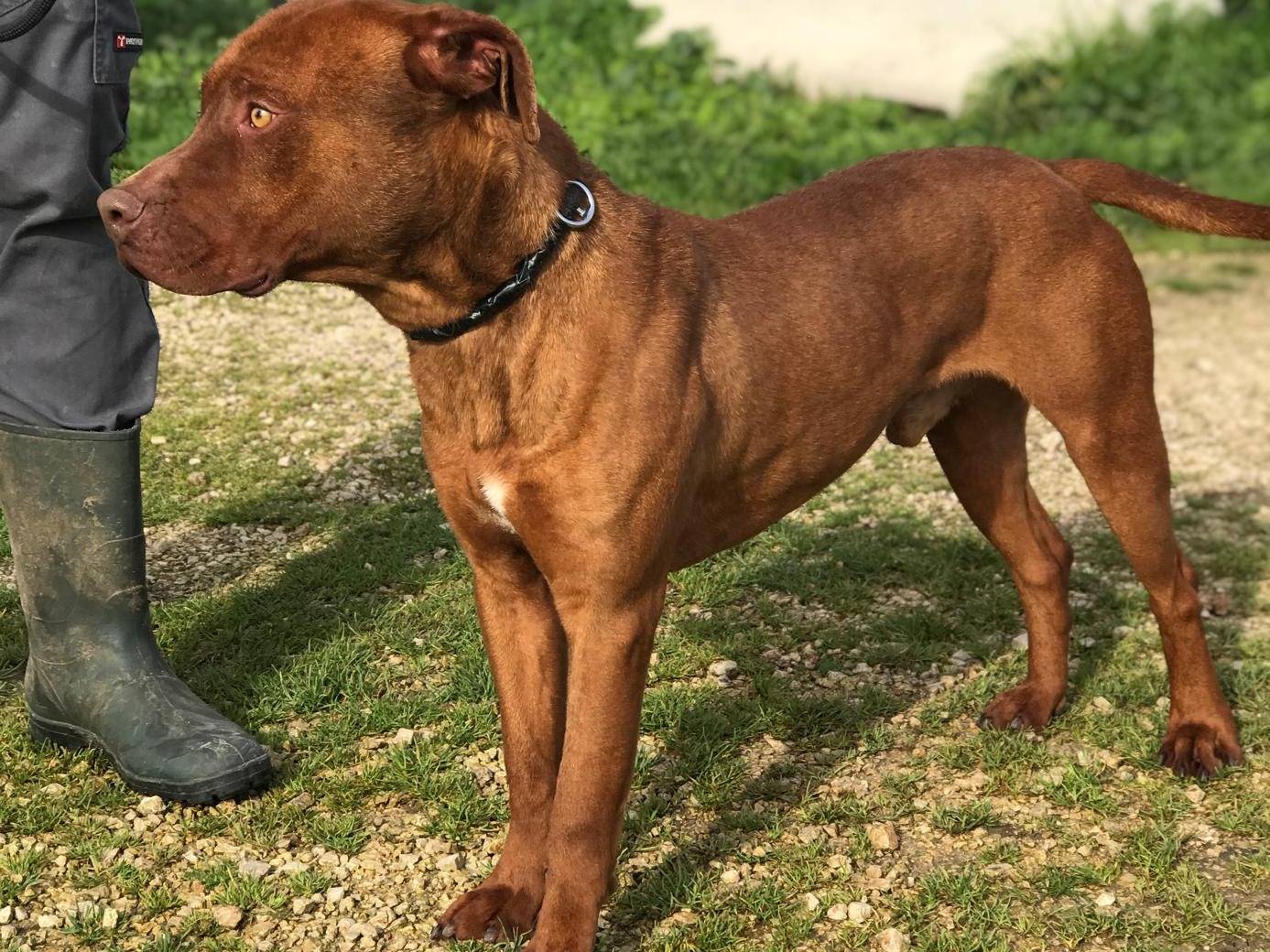 Adotta un cane, maschio, 7 anni  e 7 mesi , Latina