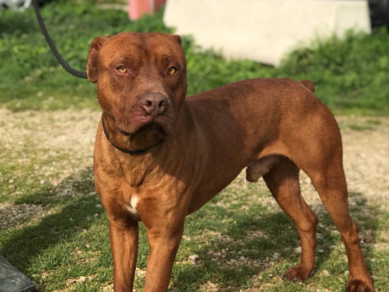 Adotta un cane, taglia media, maschio, Latina
