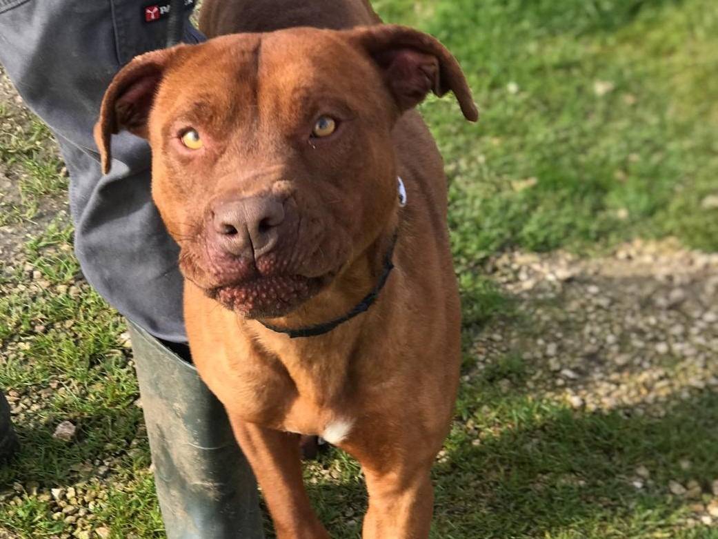 Vuoi adottare un cane a Latina?