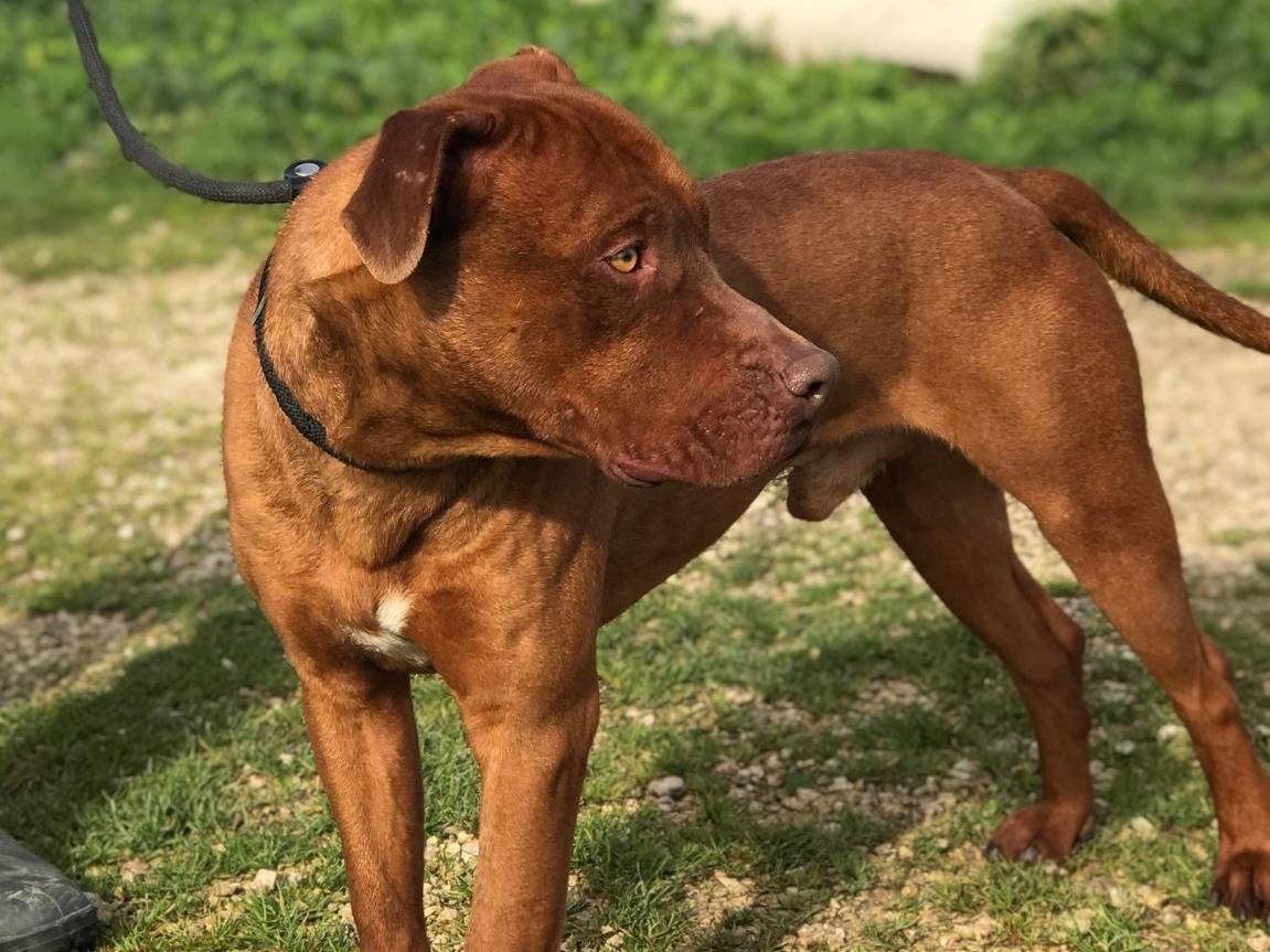 Adotta il cane EVANDER a Latina
