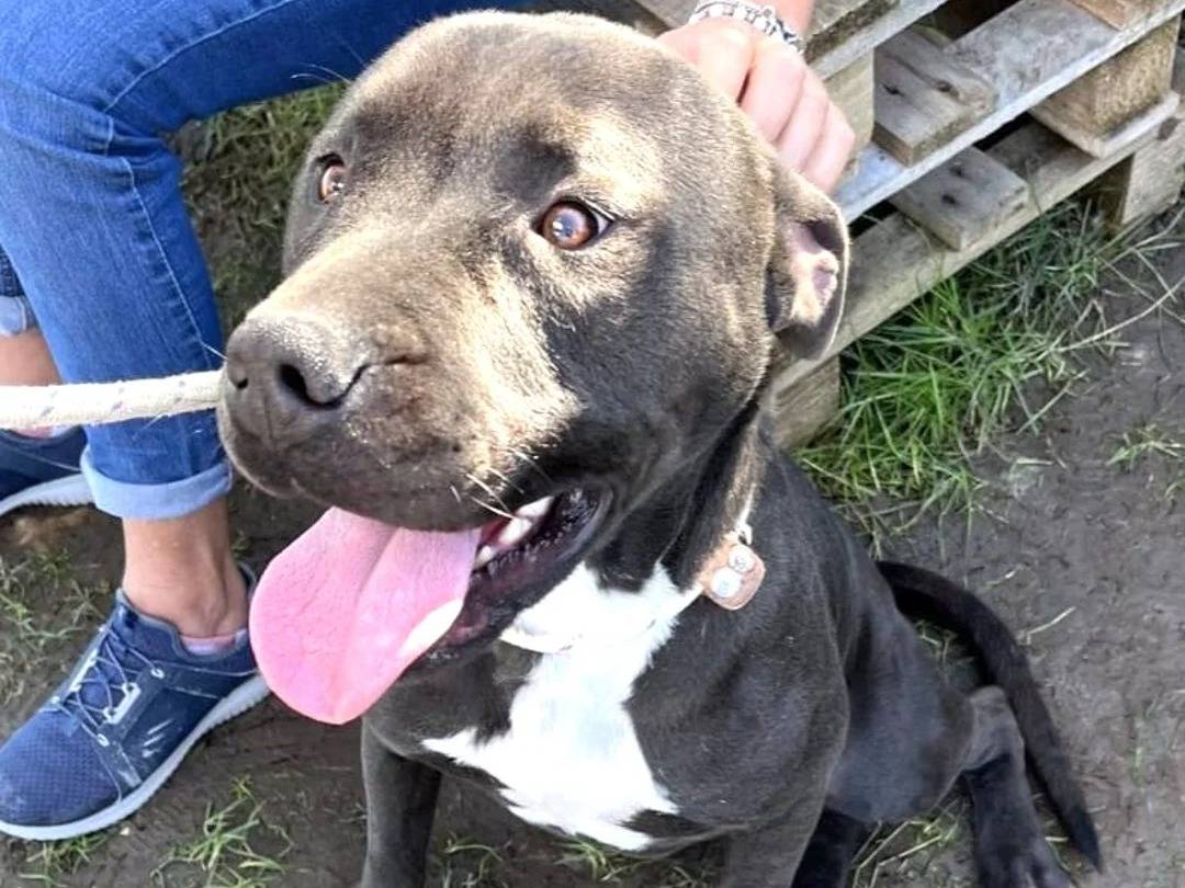 Adozione cane, maschio, Pitbull Pitbull, 4 anni  e 3 mesi , taglia media, Latina