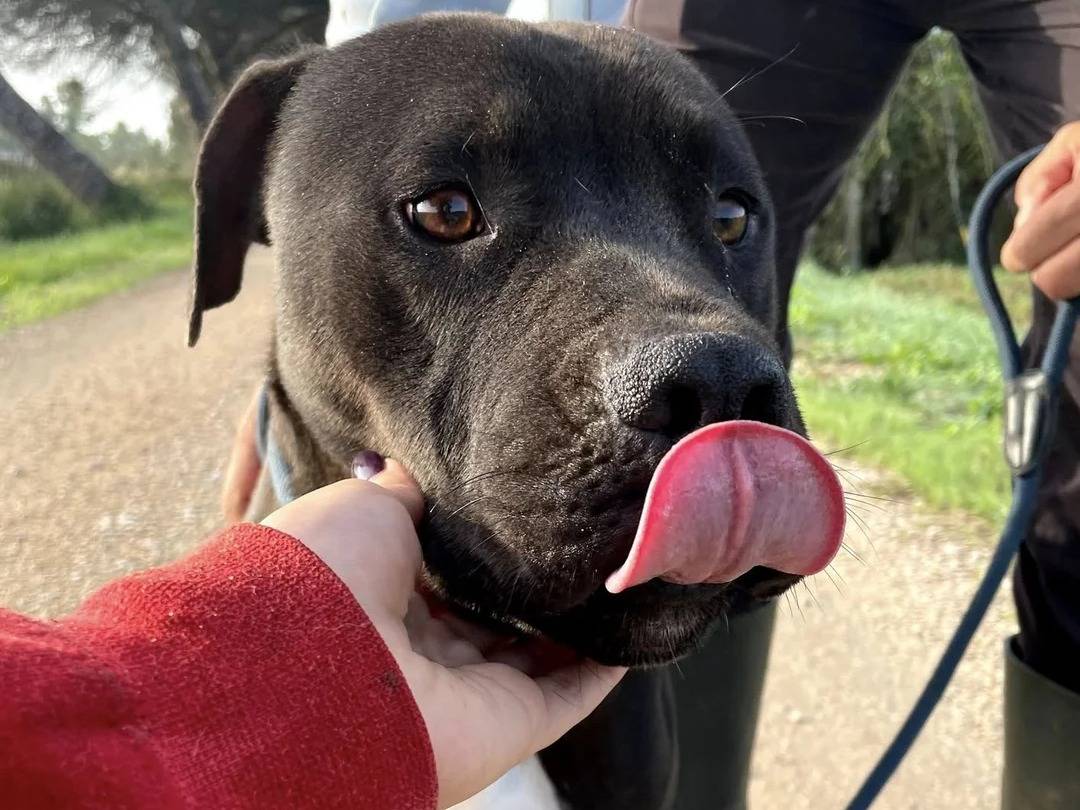 Adotta un cane, maschio, 4 anni  e 3 mesi , Latina