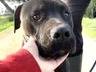 Adotta un cane, taglia media, maschio, Latina
