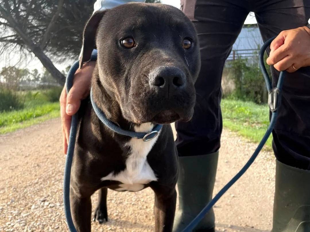 Adotta il cane TYSON a Latina