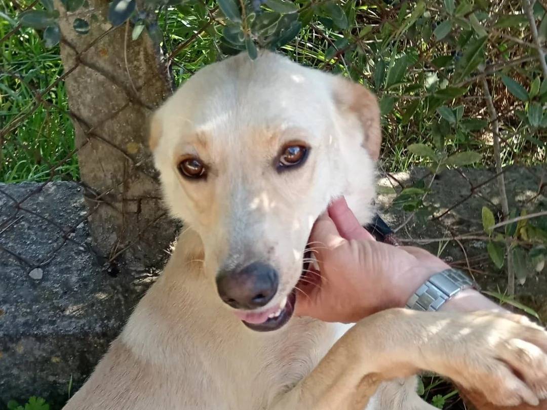 Adotta un cane, maschio, 3 anni  e 5 mesi , Latina