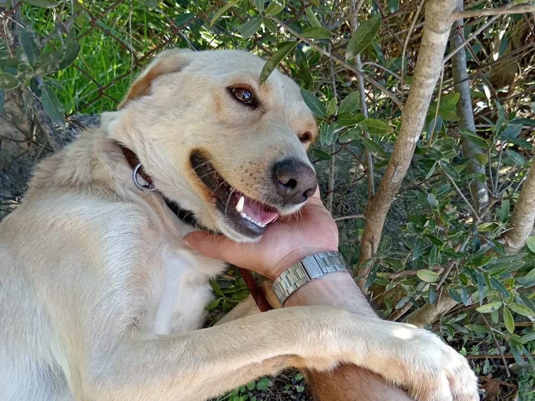 Adotta un cane, taglia media, maschio, Latina