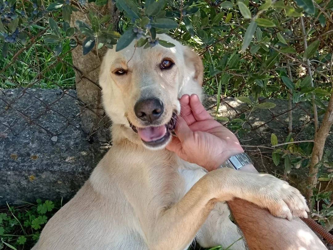 Vuoi adottare un cane a Latina?