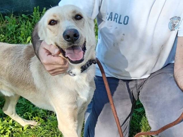 Adotta il cane BIDEN a Latina