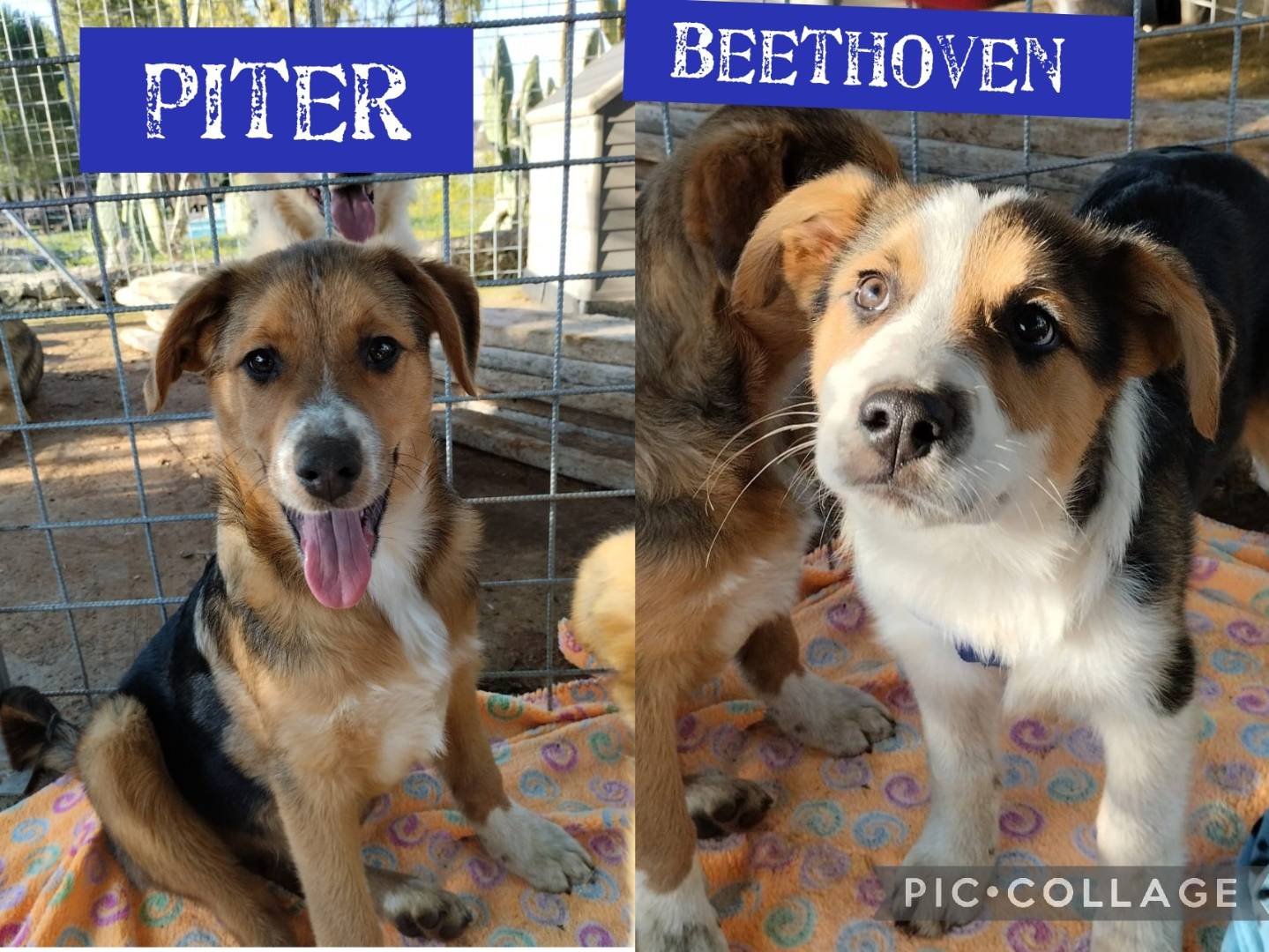 Adozione cane, maschio, Razza sconosciuta Razza sconosciuta, 1 anno e 4 mesi, taglia grande, Bari