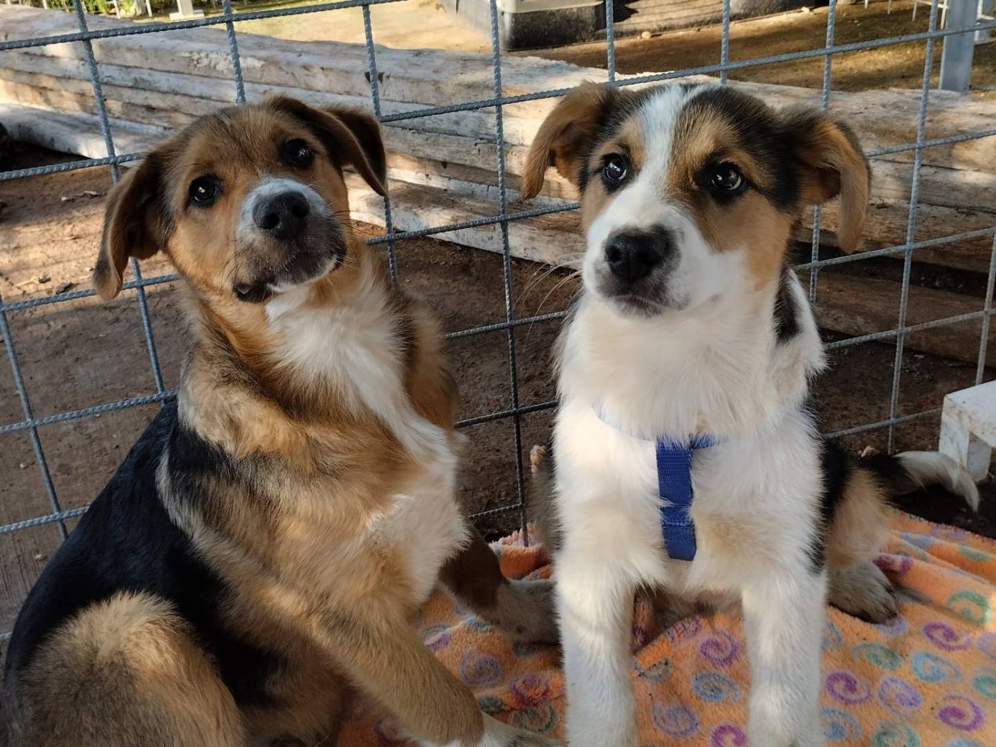 Adotta un cane, maschio, 1 anno e 4 mesi, Bari