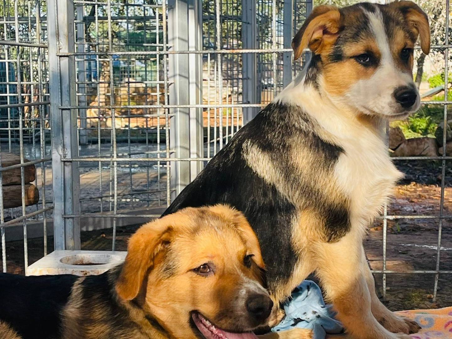 Adotta un cane, taglia grande, maschio, Bari