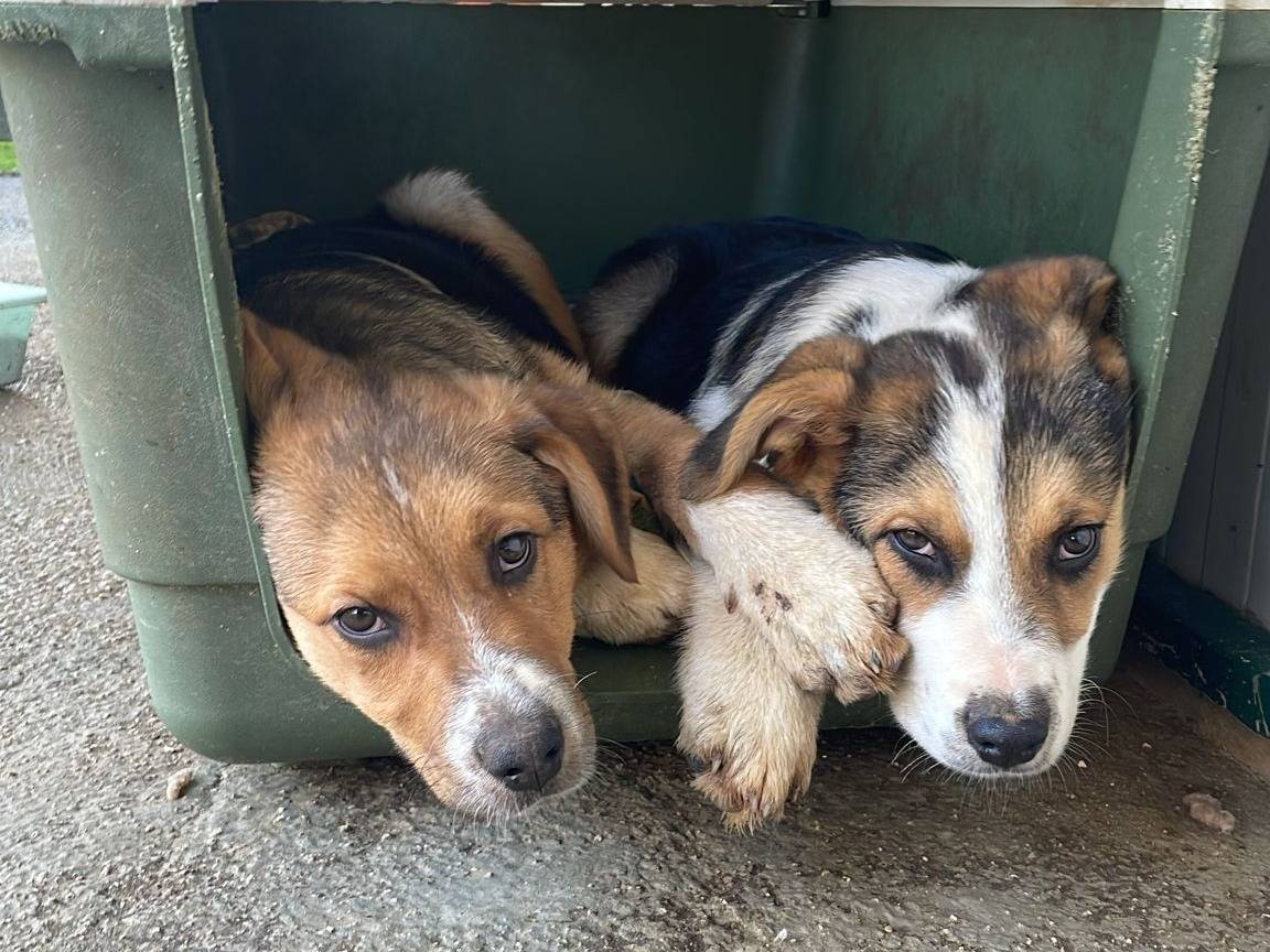 Vuoi adottare un cane a Bari?