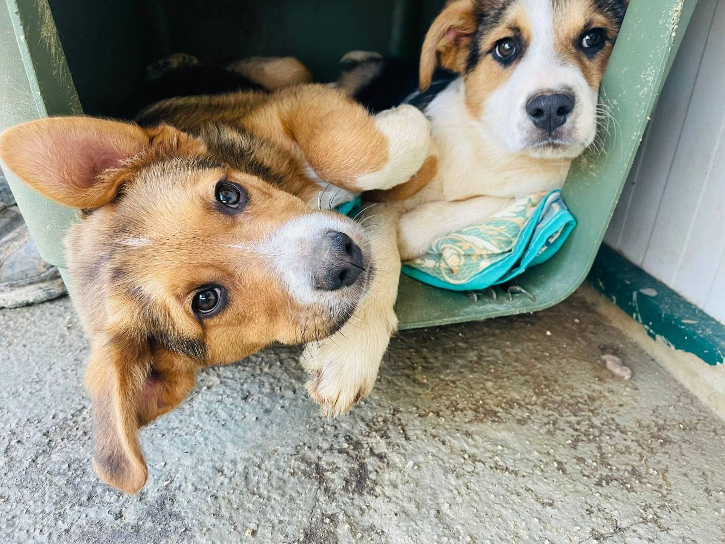 Adotta il cane Piter e Beethoven  a Bari