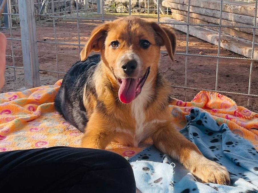 Adozione cane, maschio, Razza sconosciuta Razza sconosciuta, 1 anno e 5 mesi, taglia grande, Bari