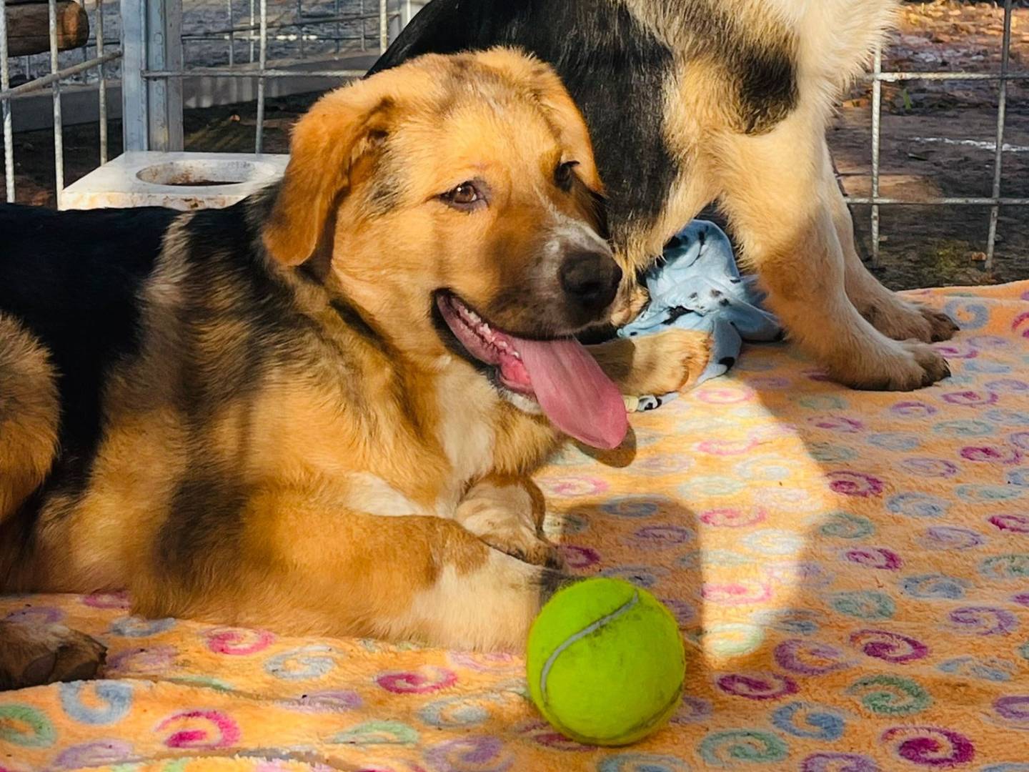 Adotta un cane, maschio, 1 anno e 5 mesi, Bari