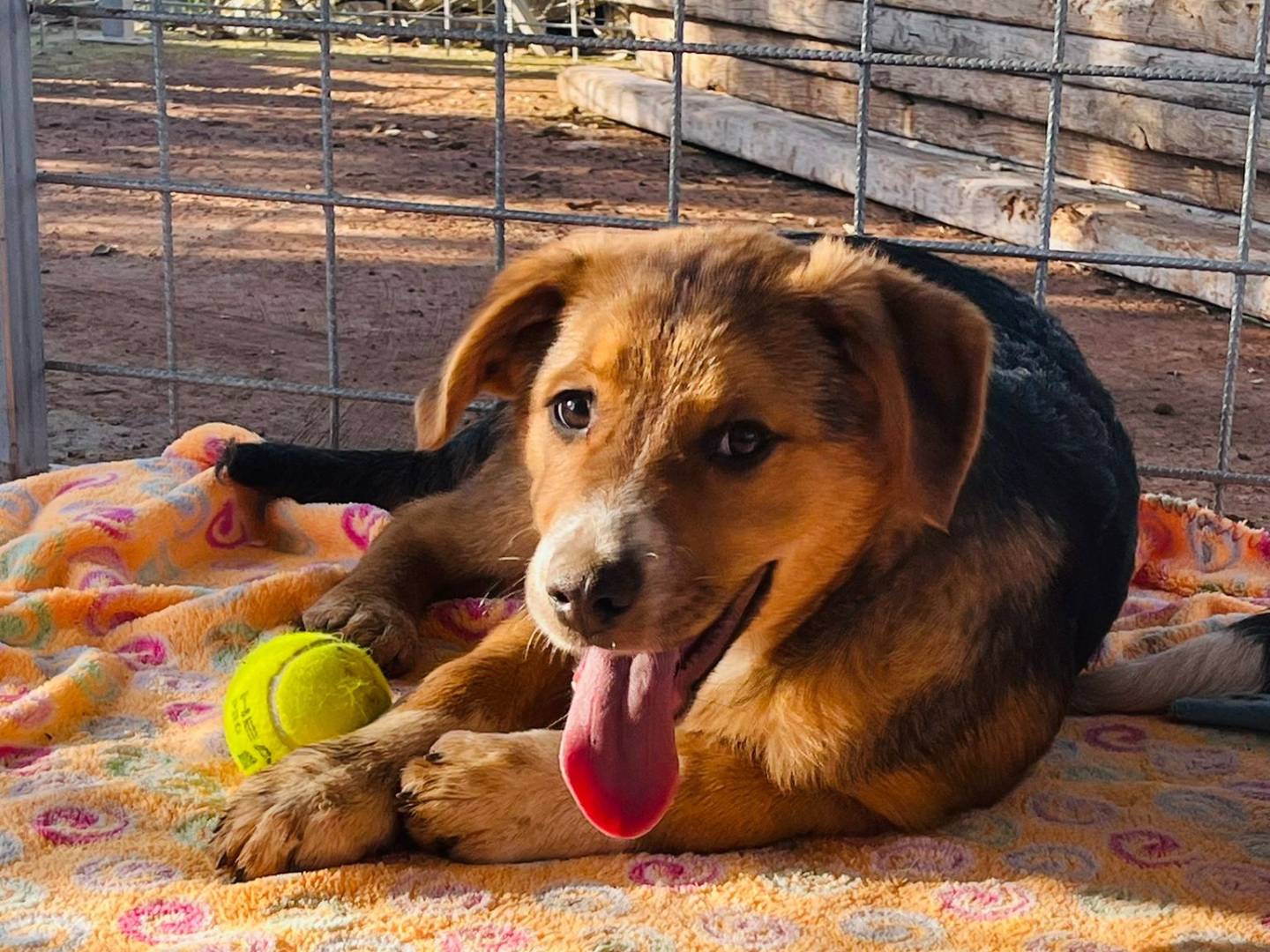 Adotta un cane, taglia grande, maschio, Bari