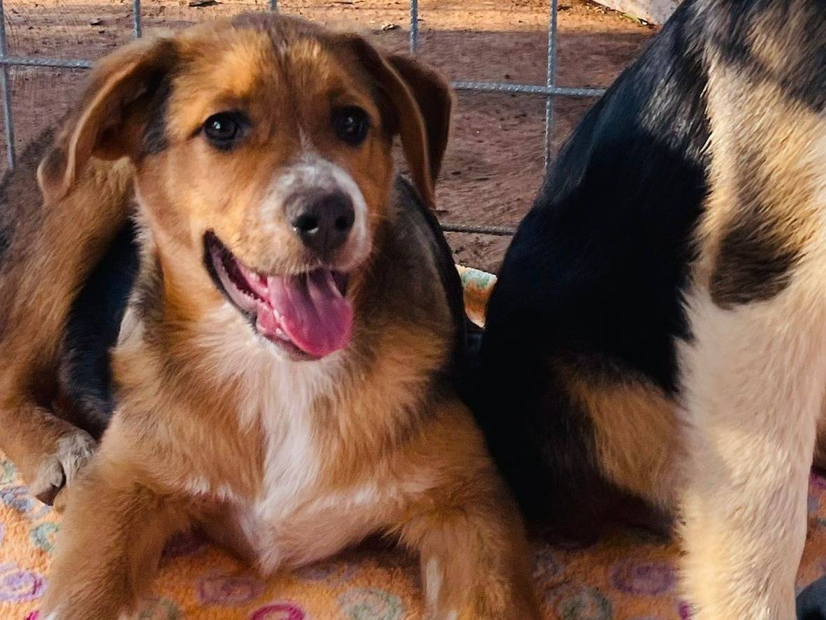 Vuoi adottare un cane a Bari?