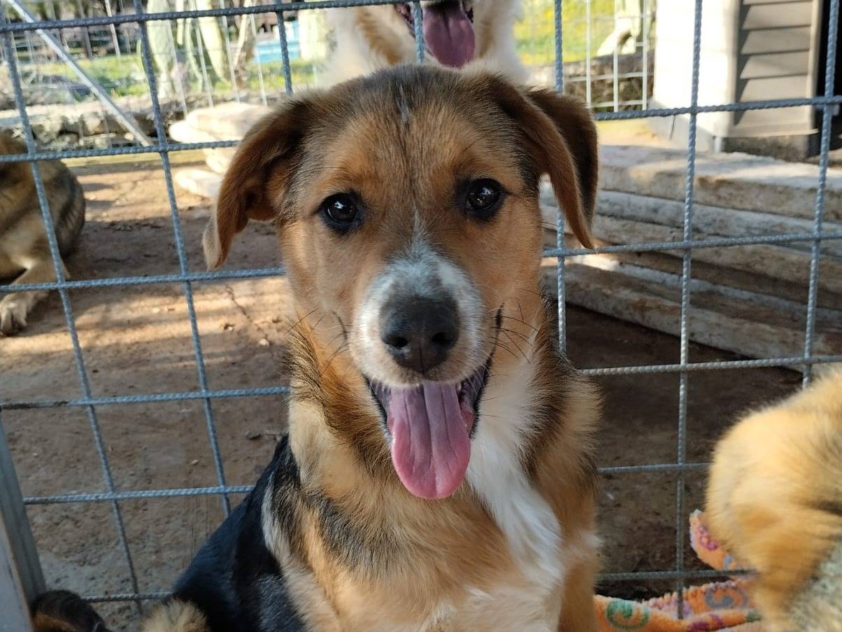 Adotta il cane Porthos a Bari