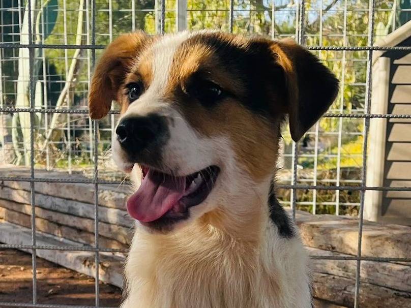 Adozione cane, maschio, Razza sconosciuta Razza sconosciuta, 1 anno e 4 mesi, taglia grande, Bari