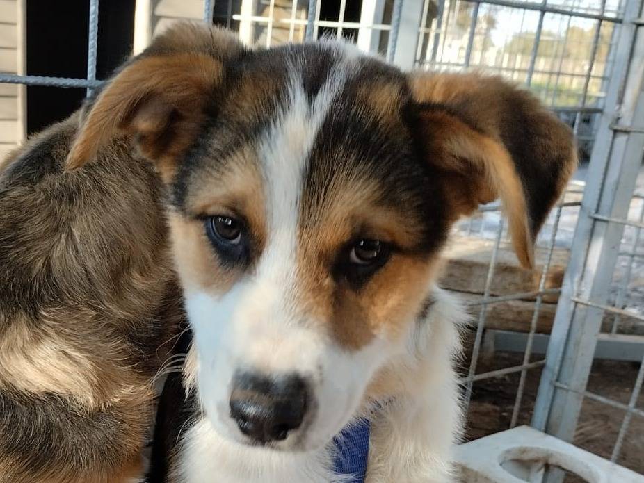 Adotta un cane, maschio, 1 anno e 4 mesi, Bari