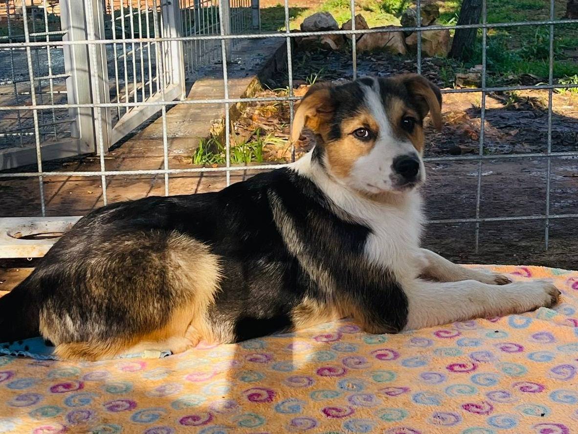 Adotta un cane, taglia grande, maschio, Bari