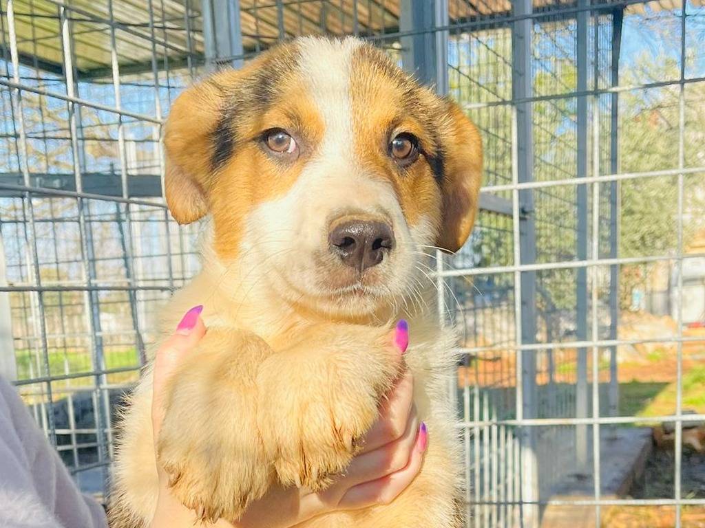 Adotta il cane Tesla  a Bari