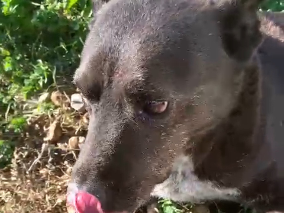 Adotta un cane, maschio, 10 anni  e 3 mesi , Cosenza