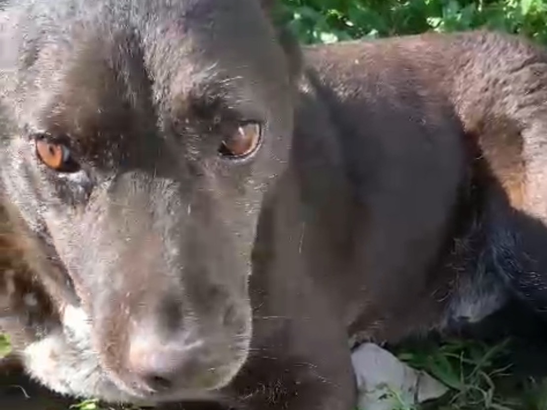 Adotta un cane, taglia media, maschio, Cosenza