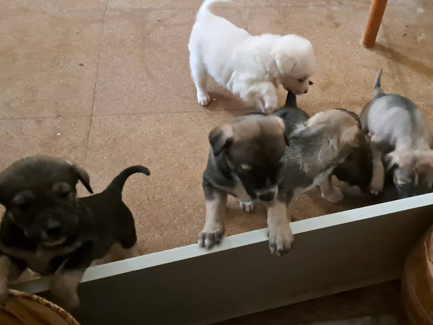 Adotta un cane, maschio, 4 mesi, Taranto