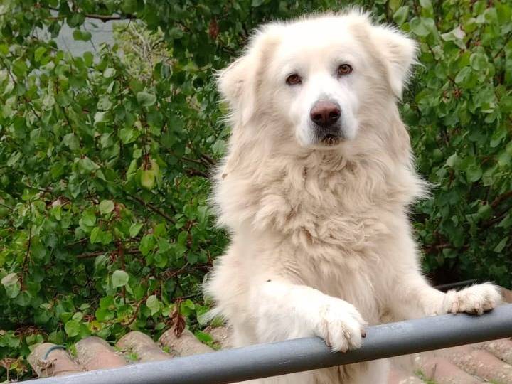 Vuoi adottare un cane a Salerno?