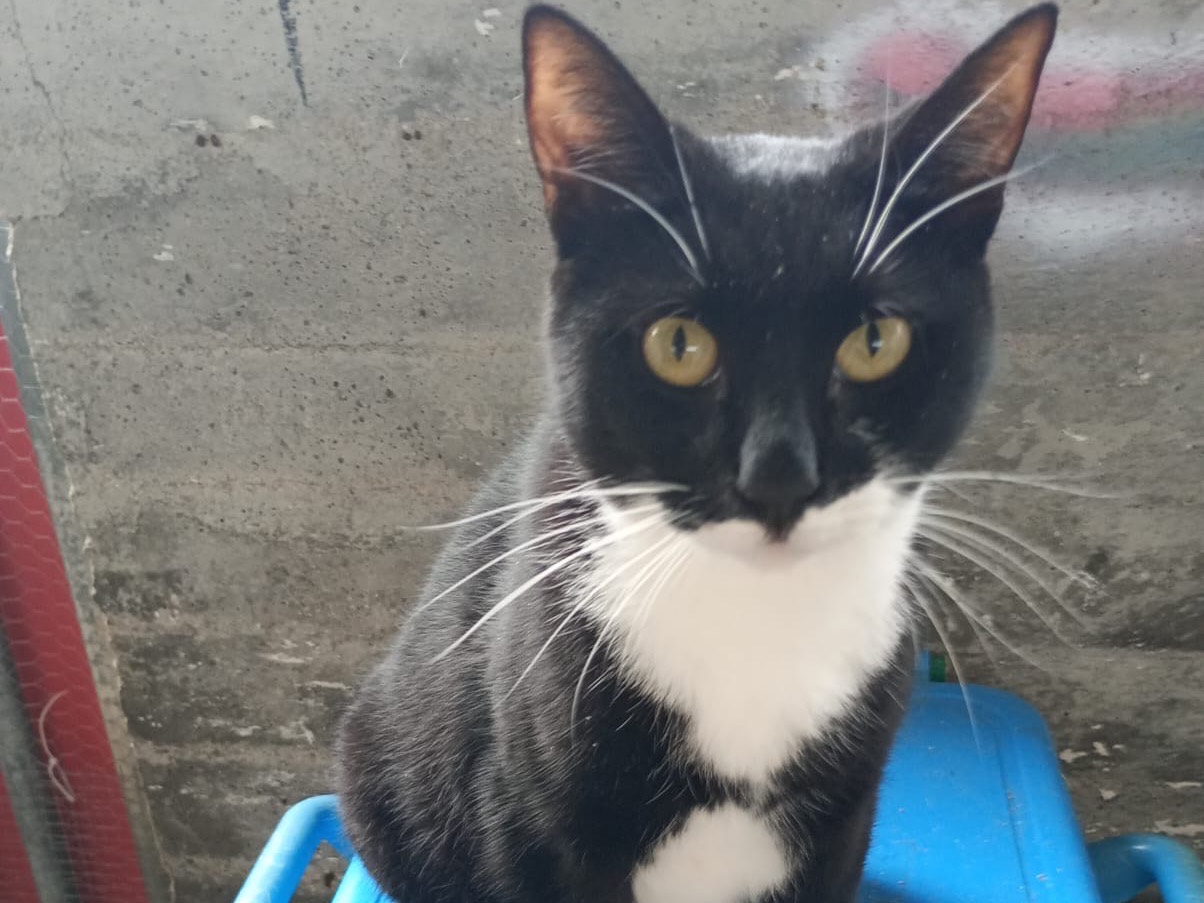 Adotta un gatto, maschio, 1 anno e 2 mesi , Latina