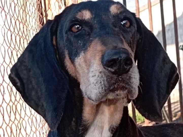 Adozione cane, femmina, Segugio Razza sconosciuta, 5 anni  e 3 mesi , taglia media, Latina
