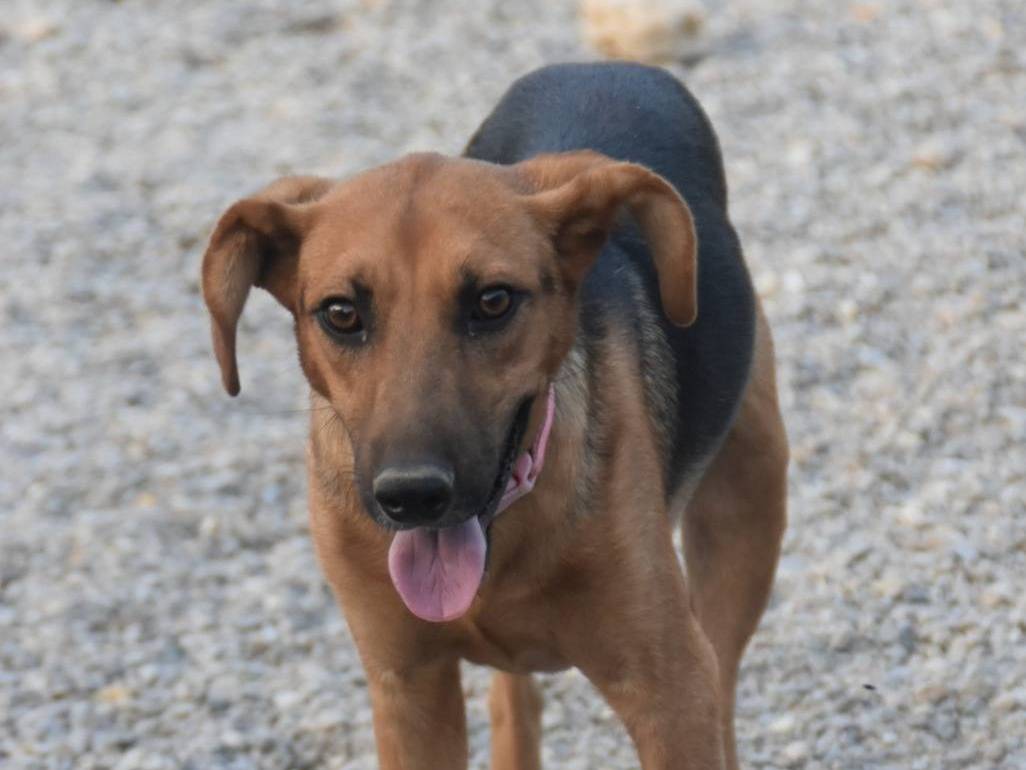 Foto dell'animale