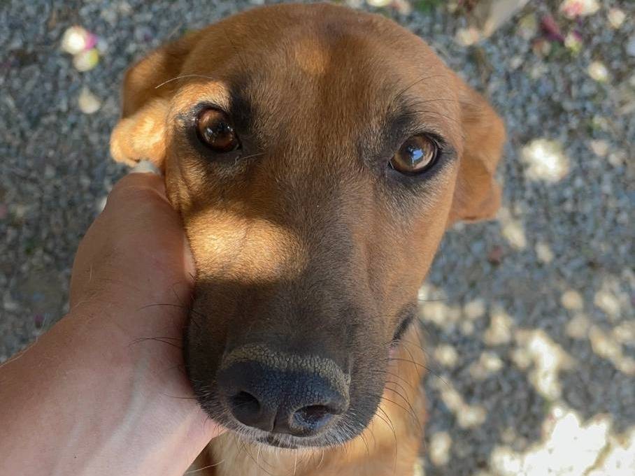 Adotta un cane, maschio, 3 anni  e 4 mesi , Crotone