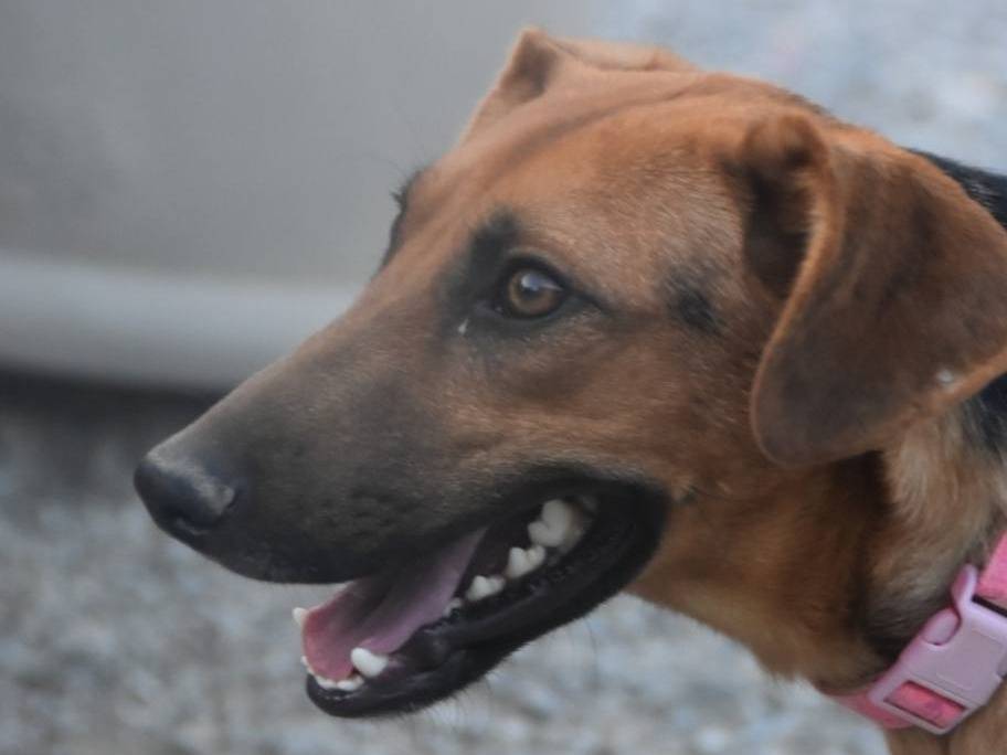 Adotta un cane, taglia media contenuta, maschio, Crotone