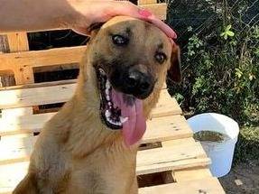 Adozione cane, maschio, Shar Pei Razza sconosciuta, 1 anno e 3 mesi , taglia media, Latina