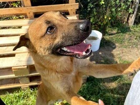 Adotta un cane, taglia media, maschio, Latina