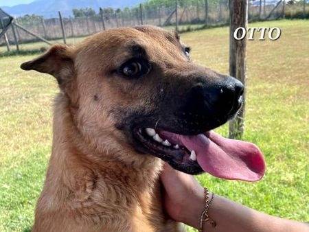 Vuoi adottare un cane a Latina?