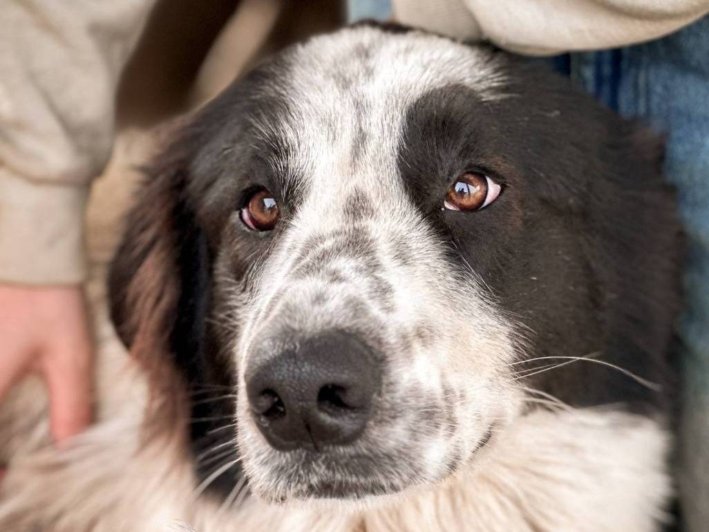 Adozione cane, femmina, Pastore maremmano Razza sconosciuta, 2 anni  e 10 mesi , taglia grande, Crotone