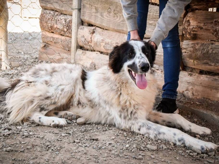 Adotta un cane, femmina, 2 anni  e 10 mesi , Crotone