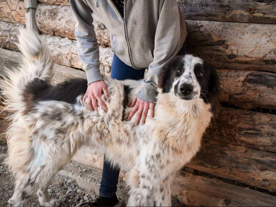 Adotta un cane, taglia grande, femmina, Crotone