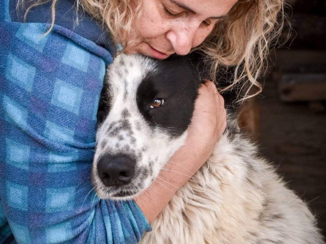 Adotta il cane OFELIA a Crotone