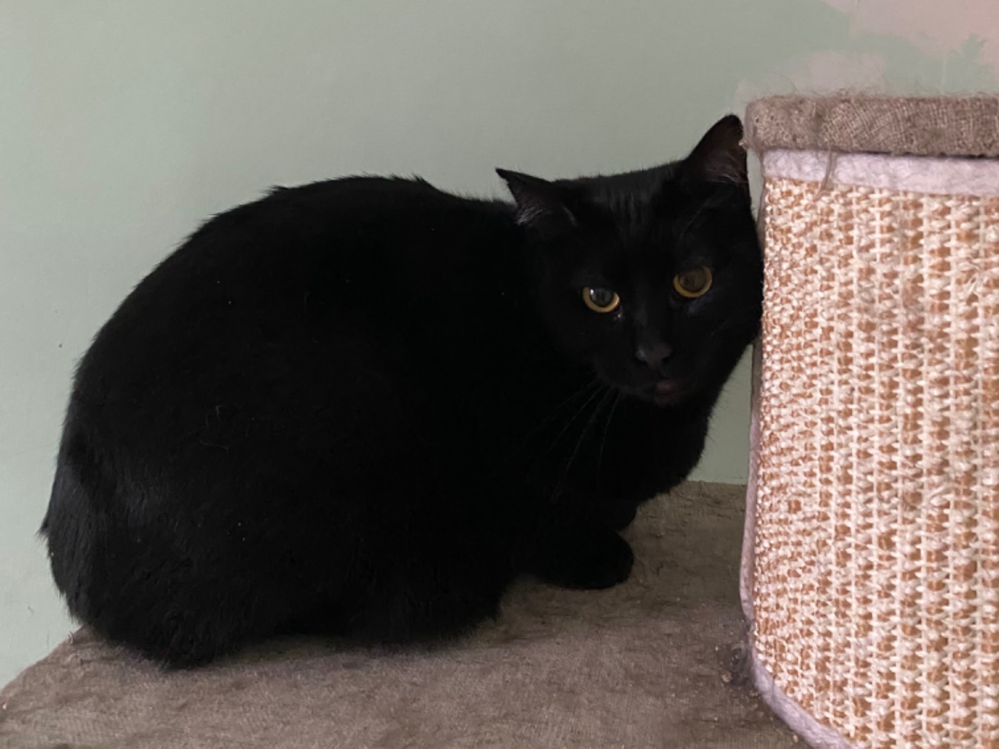 Adotta un gatto, femmina, 2 anni  e 7 mesi , Teramo