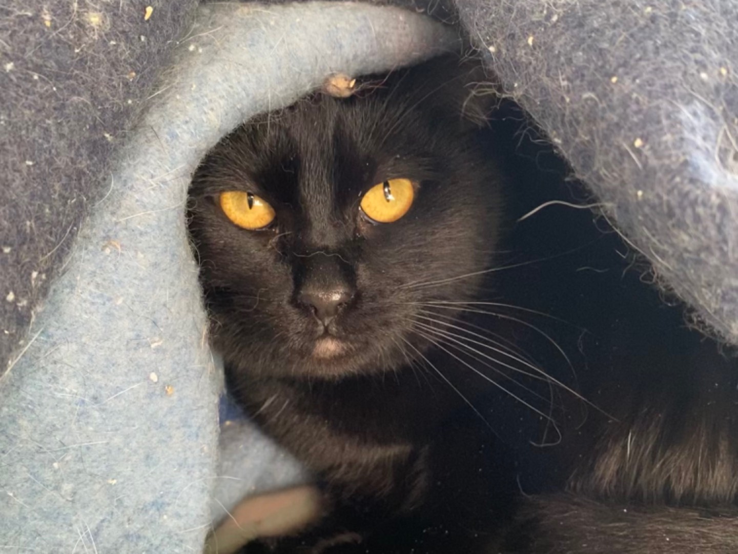 Adotta un gatto, taglia non valida, femmina, Teramo