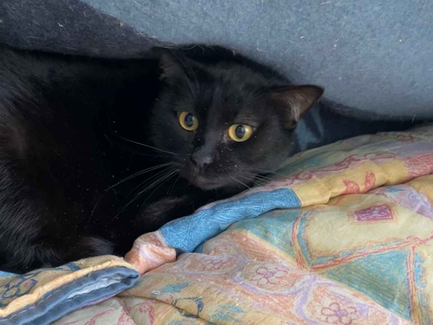 Vuoi adottare un gatto a Teramo?