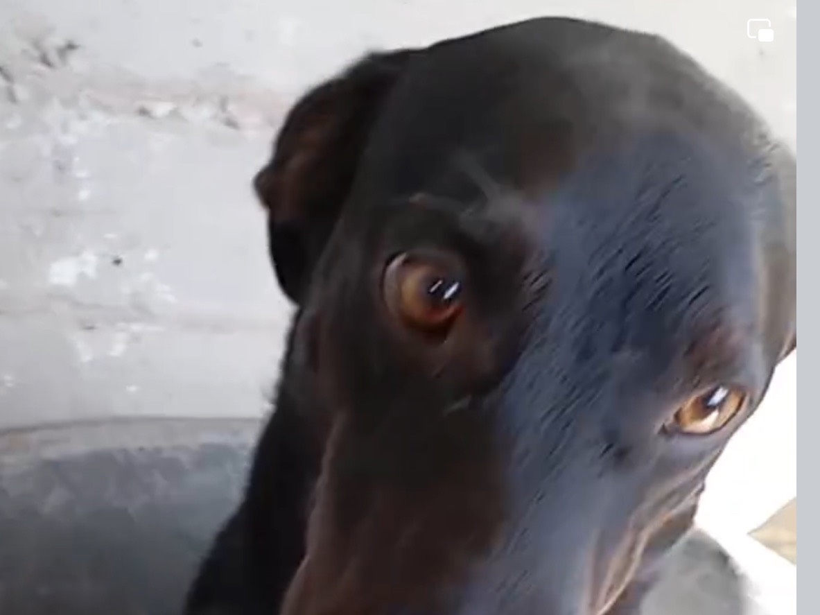 Adotta un cane, maschio, 2 anni  e 10 mesi , Latina